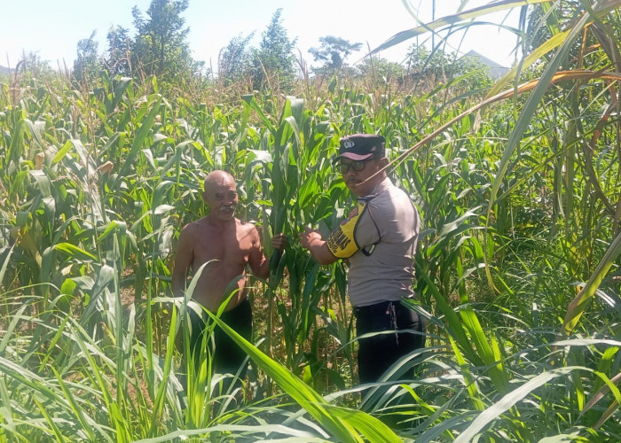 Bhabinkamtibmas Campurejo Turun ke Sawah, Dukung Ketahanan Pangan dan Serap Aspirasi Petani