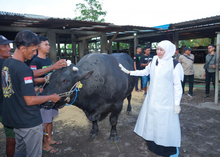 Khofifah Pilih Sapi Belgian Blue untuk Kurban Iduladha, BeratTembus 1 Ton