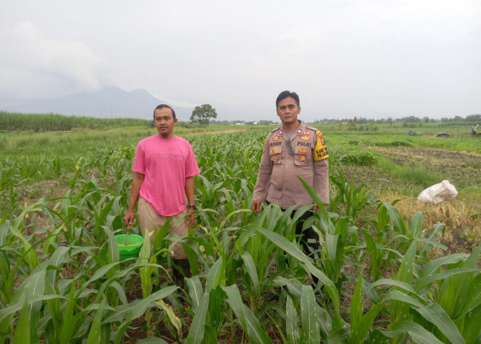 Dukung Ketahanan Pangan Polresta Sidoarjo, Polisi Krembung Tinjau Lahan Jagung Bersama Warga