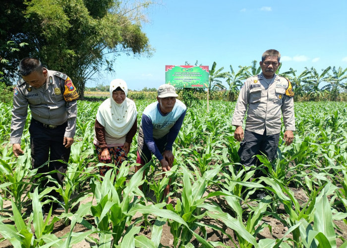 Polsek Balongbendo Dukung Program Ketahanan Pangan Lewat Pekarangan Bergizi