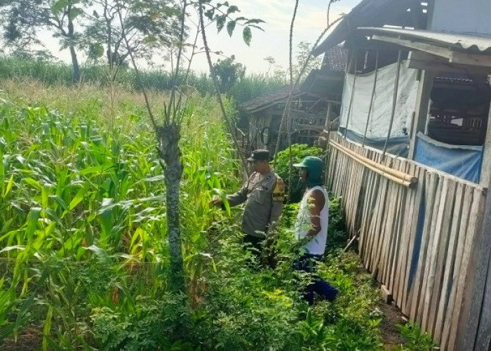 Polsek Padang Lumajang Cek Tanaman Jagung Warga untuk Dukung Swasembada Pangan