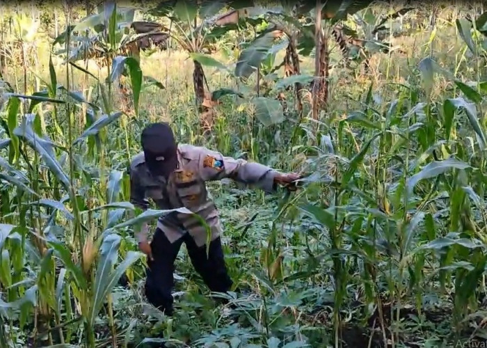 Dukung Asta Cita Presiden, Bhabinkamtibmas Polsek Pronojiwo Pantau Kondisi Tanaman Jagung di Lahan Warga