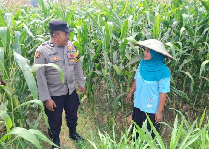 Polsek Yosowilangun Terjunkan Bhabinkamtibmas Serap Aspirasi Petani Jagung