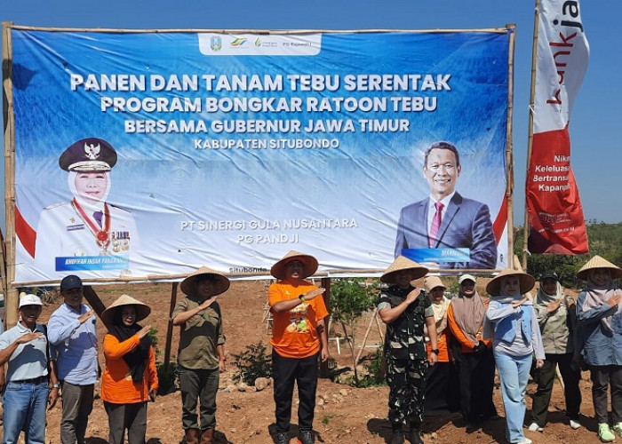 Sukses Capai Target Bongkar Ratoon 2025, Pemkab Situbondo Perluas Area Tanam Tebu