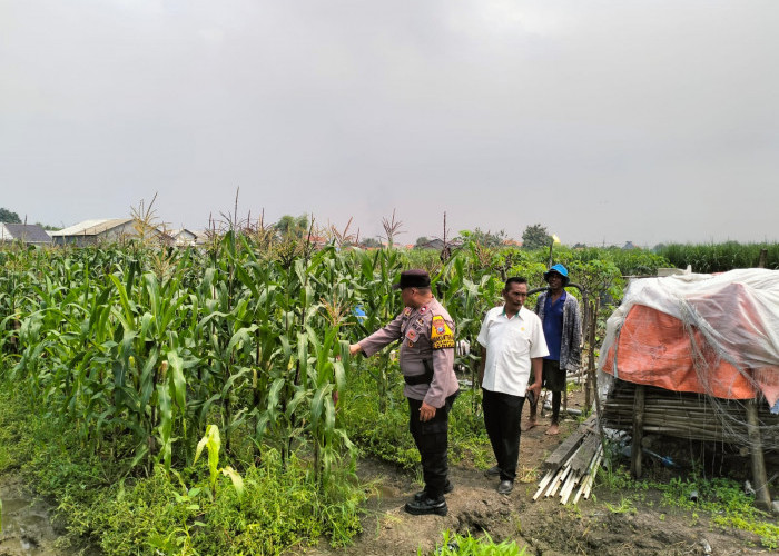 Bhabinkamtibmas Gamping Pantau Pertumbuhan Jagung, Dukung Program Ketahanan Pangan