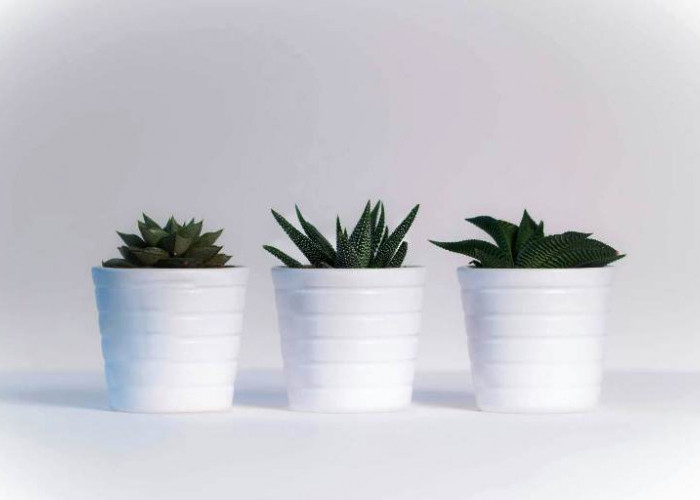 Ide Bisnis Tanaman Hias Indoor Low Maintenance untuk Kado Wisuda 2026, Estetik dan Tahan Lama
