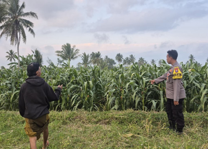 Polsek Candipuro Sukses Wujudkan Ketahanan Pangan dengan Tanaman Jagung Tumbuh Subur