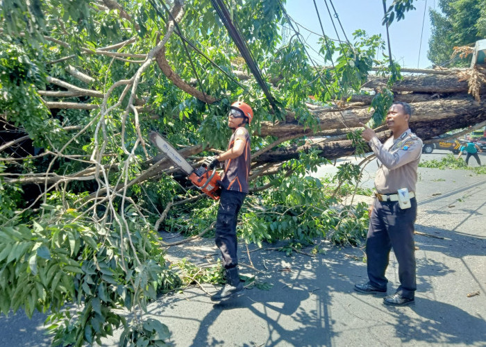 Polisi Gotong-royong Evakuasi Pohon Tumbang di Sukodono