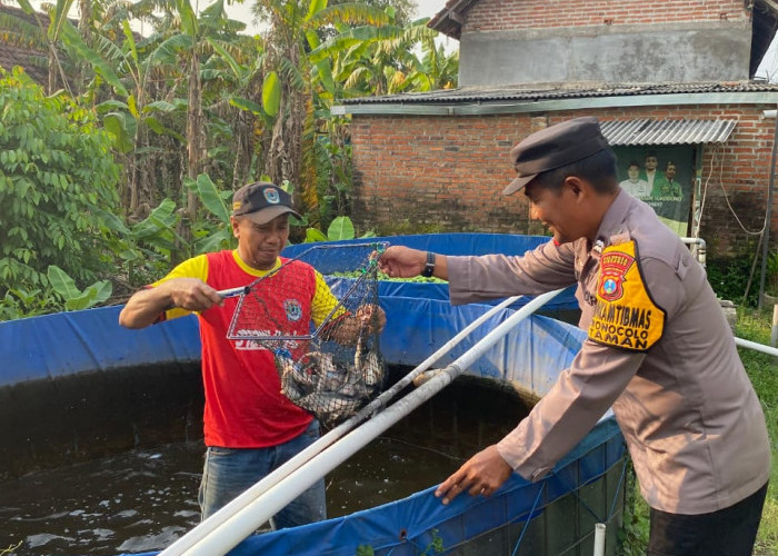 Dukung Ketahanan Pangan, Bhabinkamtibmas Polsek Taman Cek Budi Daya Patin
