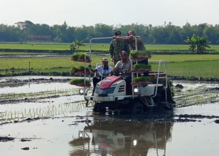 Wamentan dan Kepala Bappenas Tanam Padi di Lamongan, Dukung Lumbung Pangan Nasional
