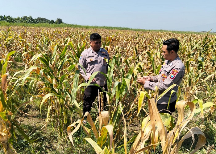 Panen Jagung di Desa Bulang Sidoarjo Capai 20 Ton, Polisi Dampingi Petani