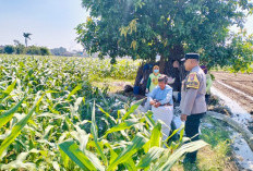 Bhabinkamtibmas Semampir Dampingi Petani Jagung Dukung Ketahanan Pangan di Kediri Kota