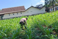 Polsek Jatiroto Pantau Pertumbuhan Jagung, Dukung Program Ketahanan Pangan Nasional