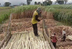 Jombang Dapat Jatah Bongkar Ratoon 3.000 Hektare, Produktivitas Tebu Ditarget Melonjak