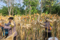 Panen Jagung Bersama Petani, Polsek Paron Wujudkan Dukungan Ketahanan Pangan di Ngawi