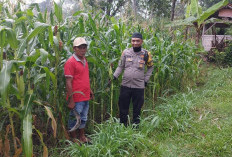 Dukung Asta Cita Presiden, Bhabinkamtibmas Polsek Kedungjajang Kawal Penanaman Jagung 