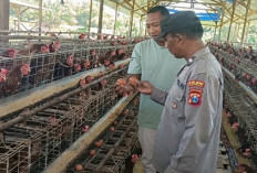Bhabinkamtibmas Polsek Rembang Pantau Peternakan Ayam Petelur Dukung Ketahanan Pangan