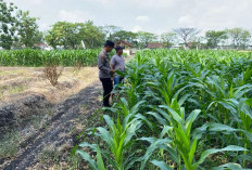 Bhabinkamtibmas Plosolor Monitoring Lahan Jagung Warga, Dukung Ketahanan Pangan di Ngawi 