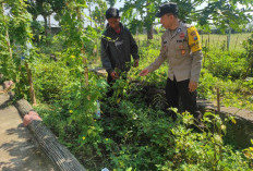 Bhabinkamtibmas Widodaren Monitoring Lahan Sayuran dan Cabai Warga, Dukung Ketahanan Pangan di Ngawi 