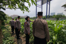 Tingkatkan Swasembada Pangan, Polsek Waru Ajak Petani Serius Kelola Tanaman Jagung