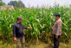 Polresta Sidoarjo Dorong Swasembada Pangan, Bhabinkamtibmas Turun Langsung Cek Lahan Jagung Petani