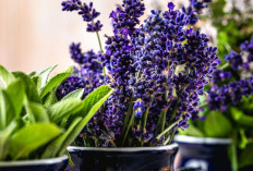 Tak Hanya Percantik Rumah, Tanaman Ini Juga Bisa Bantu Usir Serangga