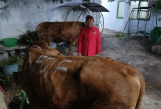 Perkuat Solidaritas Sosial, PDIP Jatim Salurkan 468 Sapi Kurban