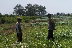 Dukung Program Ketahanan Pangan, Bhabinkamtibmas Maron Lakukan Monitoring dan Edukasi Petani