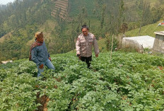 Polsek Tosari Cek Tanaman Kentang, Dukung Ketahanan Pangan Petani Pasuruan