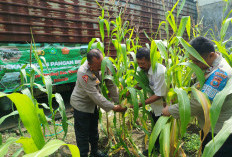 Dukung Swasembada Pangan, Polsek Waru Pantau Pertumbuhan Jagung di Desa Pepelegi