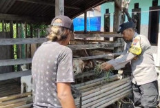 Ternak Kambing Jadi Primadona di Kauman, Bhabinkamtibmas Polsek Bangil Dorong Kesejahteraan Masyarakat