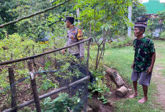 Dukung Ketahanan Pangan, Bhabinkamtibmas Kendal Monitoring Pekarangan Sayuran