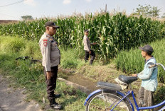 Bhabinkamtibmas Mojosari Lumajang Cek Tanaman Jagung, Dukung Ketahanan Pangan