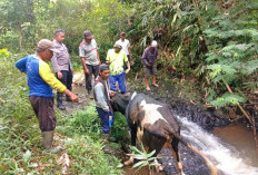 Sapi Curian di Pasuruan Terjatuh ke Jurang, Warga dan Polisi Lakukan Evakuasi