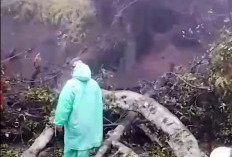 Longsor di Jalur Bromo, 7 Motor Pengunjung Tertimbun