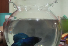 Tak Takut Sendiri: Pelajaran Kehidupan dari Seekor Ikan Cupang