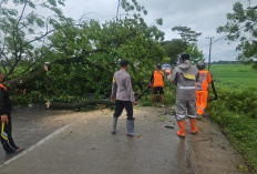 Polsek Paron Evakuasi Pohon Tumbang, Arus Lalin di Ngawi Kembali Lancar