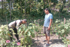 Bhabinkamtibmas Mantingan Pantau Budidaya Terong Warga, Wujudkan Ketahanan Pangan
