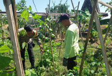 Bhabinkamtibmas Jogorogo Monitoring Kacang Panjang Warga, Dukung Ketahanan Pangan