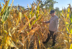 Turun ke Ladang Jagung, Kanit Binmas Polsek Gondang Dekat dengan Petani dan Kawal Ketahanan Pangan