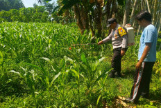 Polsek Tempeh Kawal Ketahanan Pangan, Serap Aspirasi Petani di Lapangan