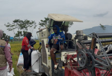 Bulog Gerak Cepat di Awal Tahun, Serap Hampir 20 Ton Gabah Petani Tulungagung