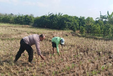 Dukung Ketahanan Pangan, Bhabinkamtibmas Tambibendo Dampingi Petani Jagung di Kediri