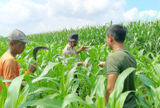 Dukung Ketahanan Pangan, Polisi Bersama Petani di Balongbendo Kelola 21 Hektare Lahan Jagung Hibrida