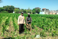 Hari Bhayangkara Ke-80, Bhabinkamtibmas Ngampel Kediri Dampingi Petani Jagung Dukung Ketahanan Pangan