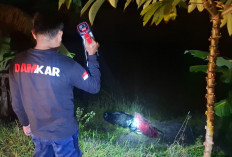 Aspal Berlubang Tertutup Genangan, Pemotor di Kebomas Terperosok ke Sawah hingga Dievakuasi Damkar