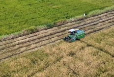 Stok Pangan RI Aman 11 Bulan Hadapi El Nino Godzilla