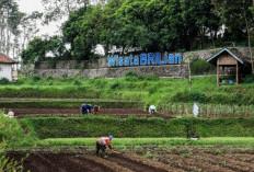 Jangkau 5.245 Desa BRILiaN, BRI Perluas Dukungan Pengembangan Ekonomi Desa