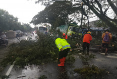 Gercep, Polsek Geneng Evakuasi Pohon Tumbang di Jalur Ngawi–Madiun, Lalu Lintas Kembali Normal