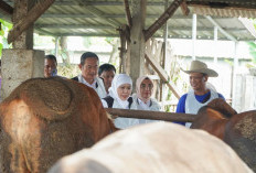 Lamongan Kantongi Stok Sapi Kurban Terbesar di Jatim Jelang Iduladha 1447 H